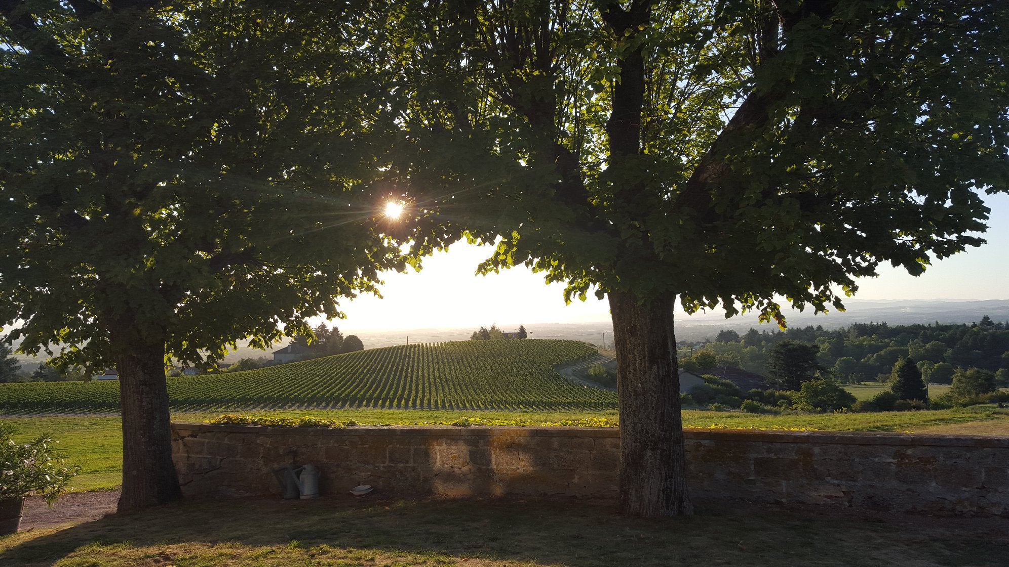 vignes, domaine Sérol, Côte Roannaise, frères Troigros, roanne, loire volcanique, vin Bio, vins bio, vins biodynamique, biodynamie, gamay, saint-romain, granite, volcan, eclat, 