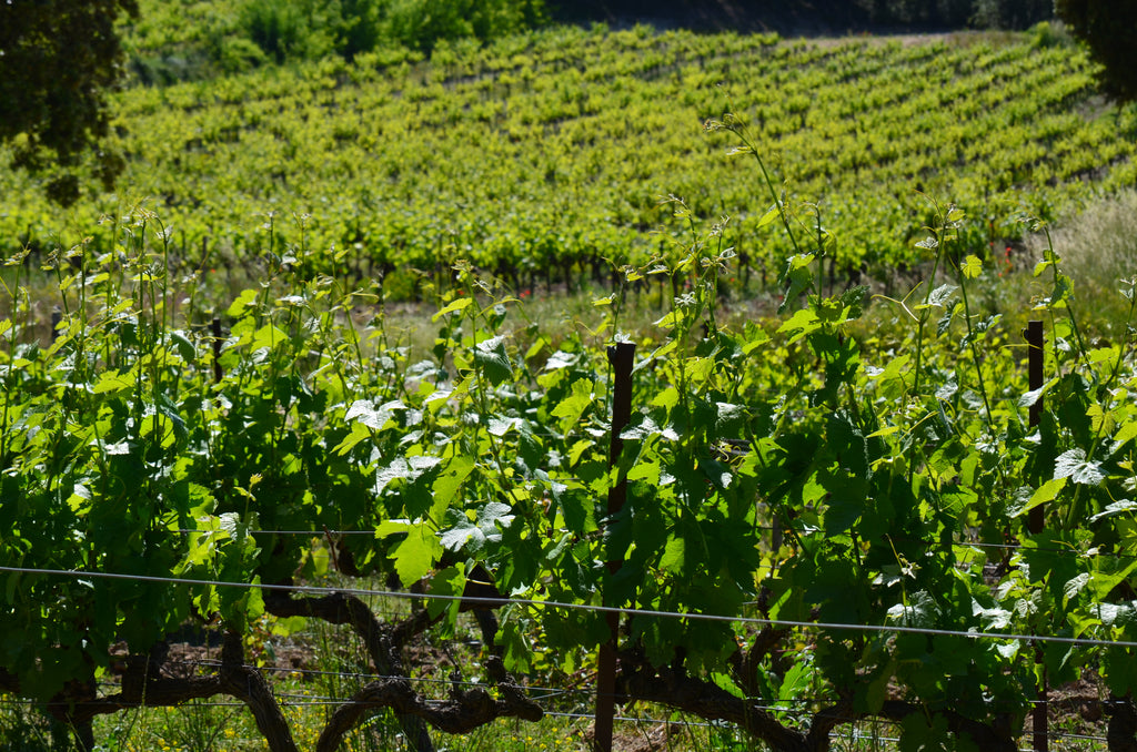 Vignes, domaine de la Guicharde, Rhône, vins bio, bio, grenache, biodiversité, naturel, source, vivant, sans soufre, sans sulfites, biodynamie, 