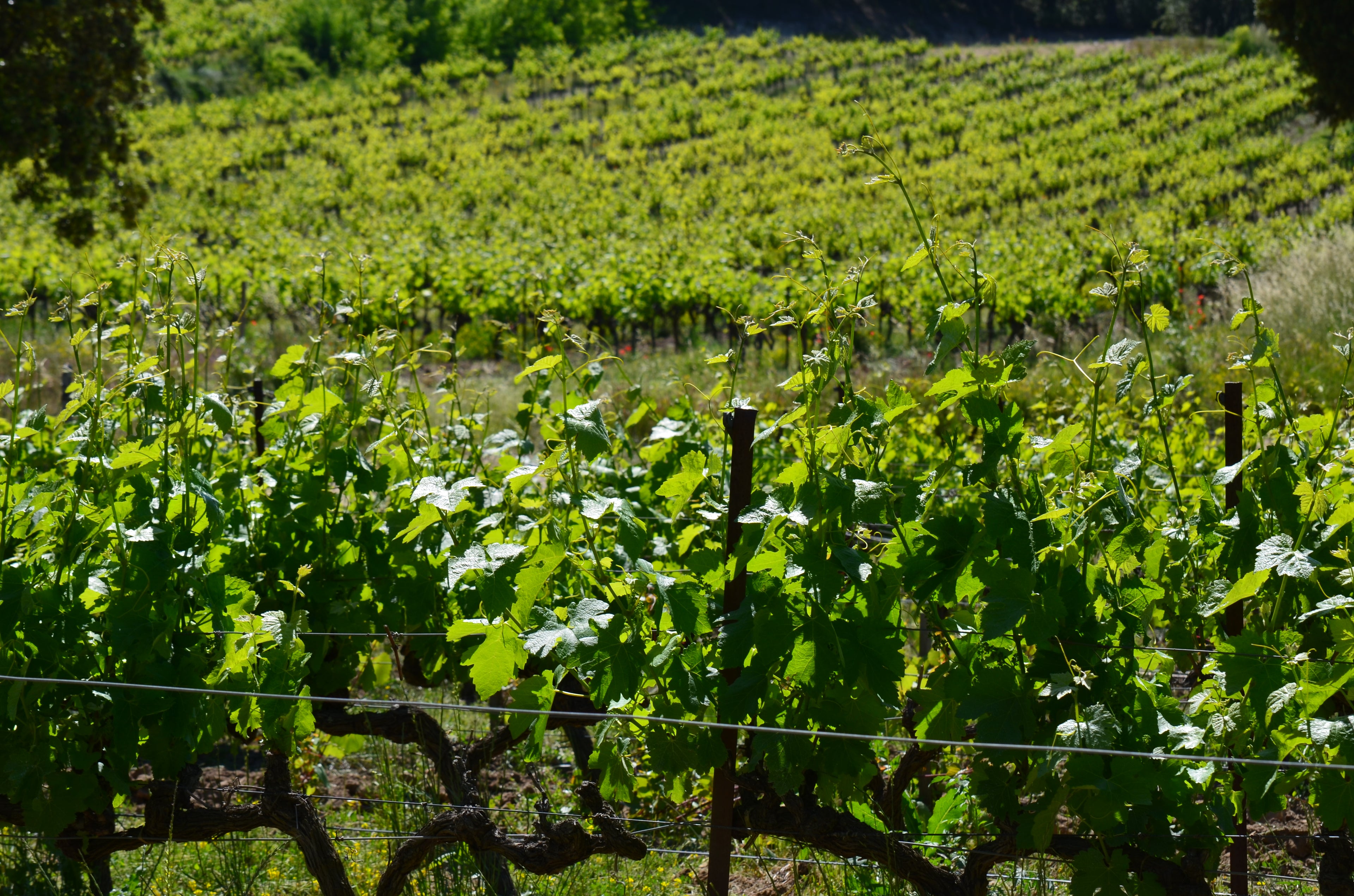 Vignes, domaine de la Guicharde, Rhône, vins bio, bio, grenache, biodiversité, naturel, source, vivant, sans soufre, sans sulfites, biodynamie, 