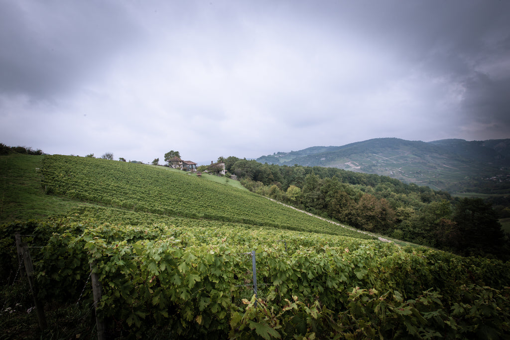Coteaux, vignobles, Domaine Renardat Fâche, Cerdon, Gamay, Poulsard, pétillant méthode ancestrale, vin Bio, nature, bulles