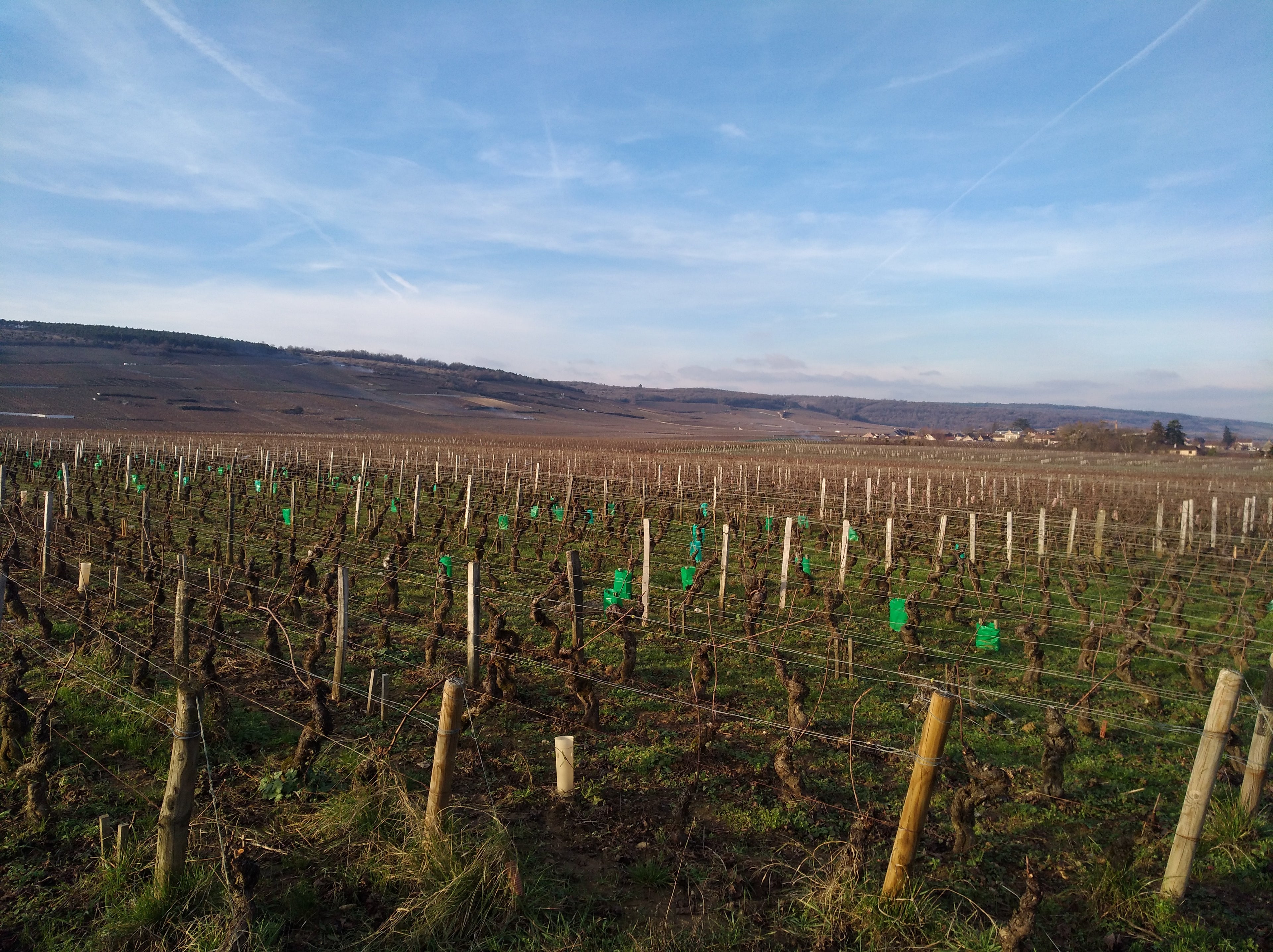 ballorin, vigneron, bourgogne, nature, bio, vins bio, vins biodynamiques, biodynamie, cotes de nuits, beaune bio, sans sulfites, Marsannay, morey bio, nuits saint georges bio, fixin bio, 