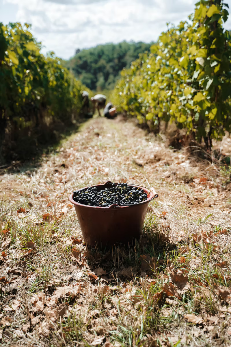 Les Traboules 2024 - Domaine Clusel-Roch