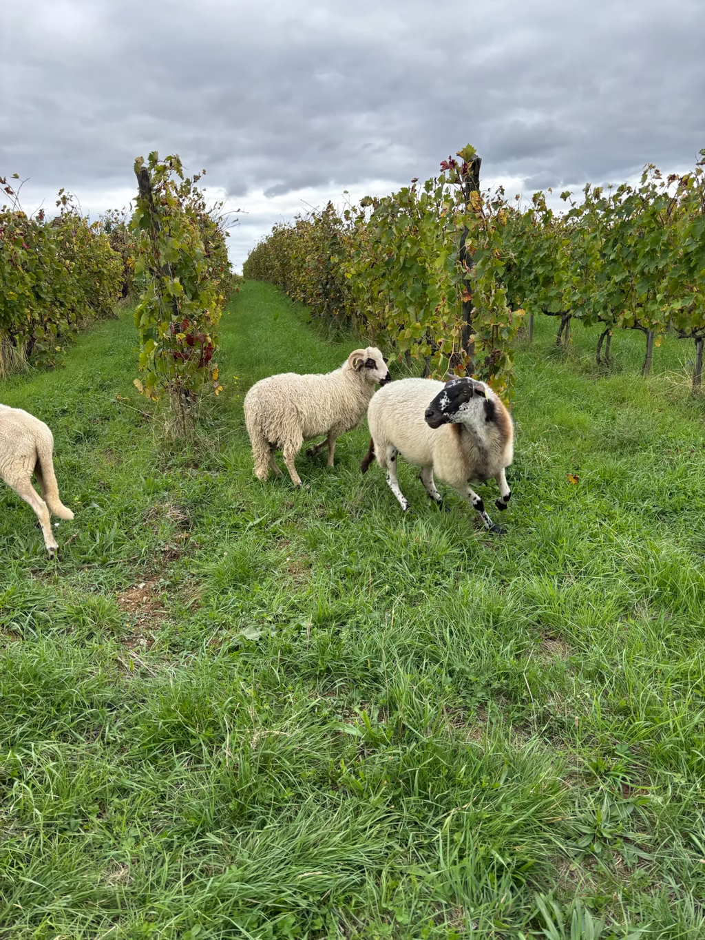 Les Traboules 2024 - Domaine Clusel-Roch