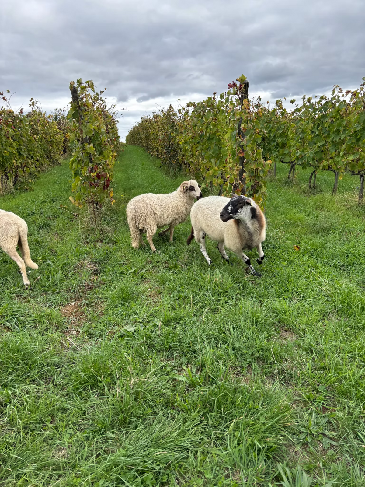Les Traboules 2024 - Domaine Clusel-Roch