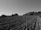 cave, futs, Ivresses 2023, Domaine Canet-Valette, saint-Chinian, bio, vins bio, grenache, yrah, carignan, terroirs, vignoble, 