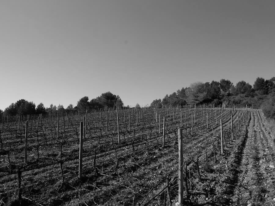 cave, futs, Ivresses 2023, Domaine Canet-Valette, saint-Chinian, bio, vins bio, grenache, yrah, carignan, terroirs, vignoble, 