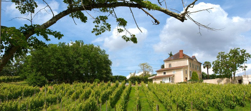 capmartin, bio, cosmique, pimpant, Maumusson-Laguian, sud-ouest, Viognier, Chardonnay, Sauvignon Gris, vins bio, biologique, naturel, sans soufres, nature,