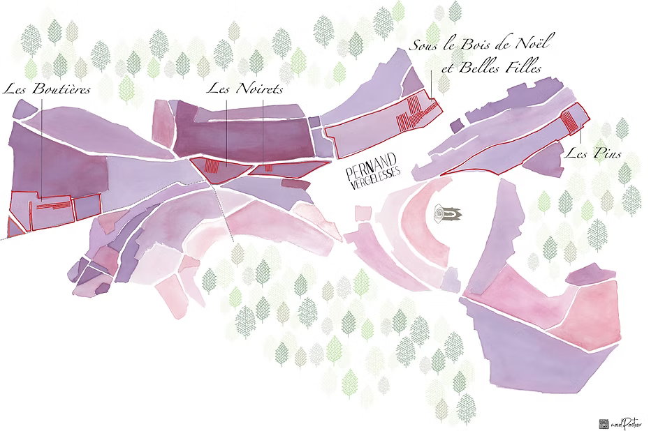 Pernand-Vergelesses 2023 - Domaine Pavelot