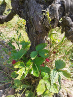 Famille Chasselay, beaujolais, gamay, vins bio, bio, granite, nature, 