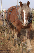 Barthélémy 2017 - Château Le Puy