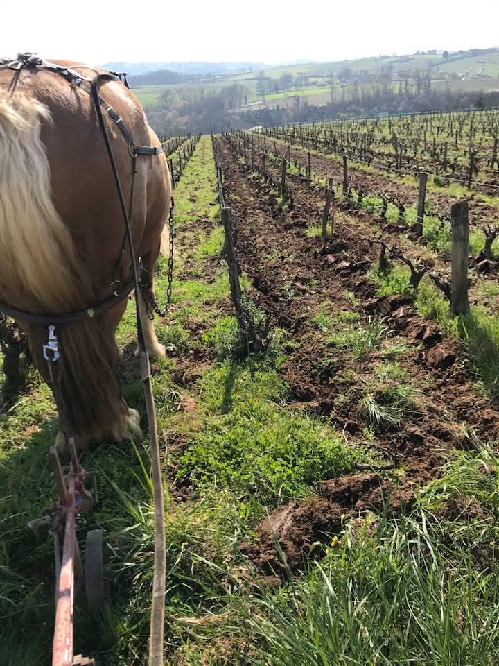 julien merle, beaujolais, gamay, granite, nature, naturel, bio, vins bio, cheval, terroir nature, 