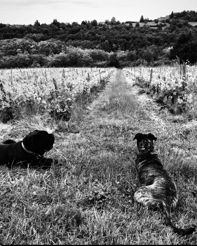 julien merle, beaujolais, gamay, granite, nature, naturel, bio, vins bio, cheval, terroir nature, 