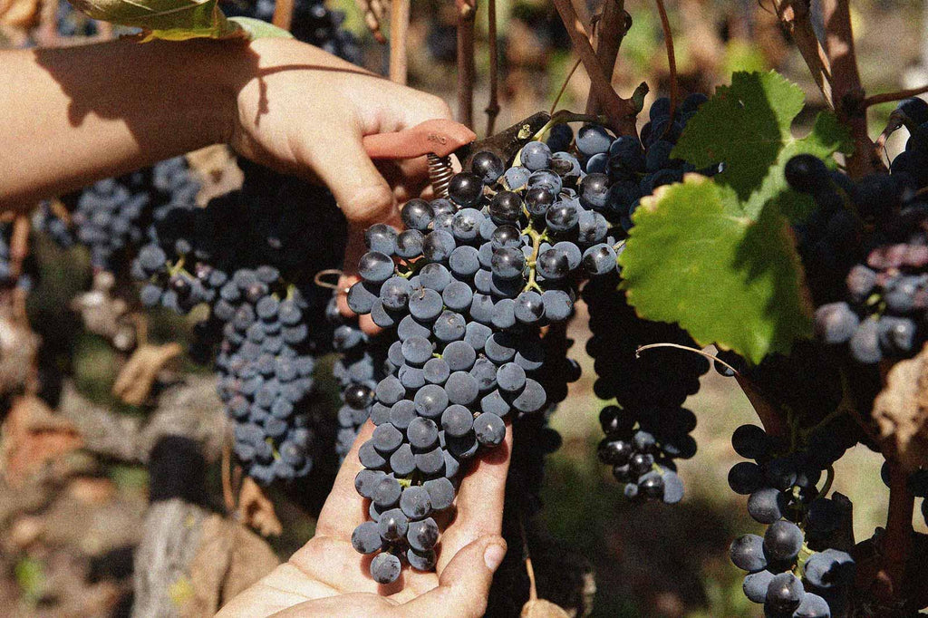 Bourgueil Le Cabernet Franc 2022 - Domaine Breton