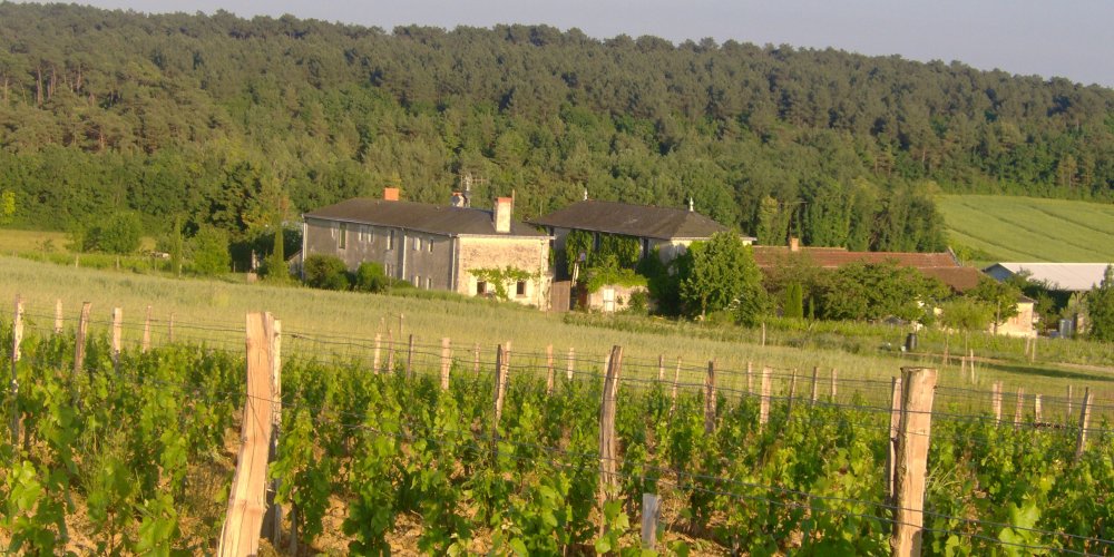 In pinot Véritas 2022 - Domaine de la Garrelière