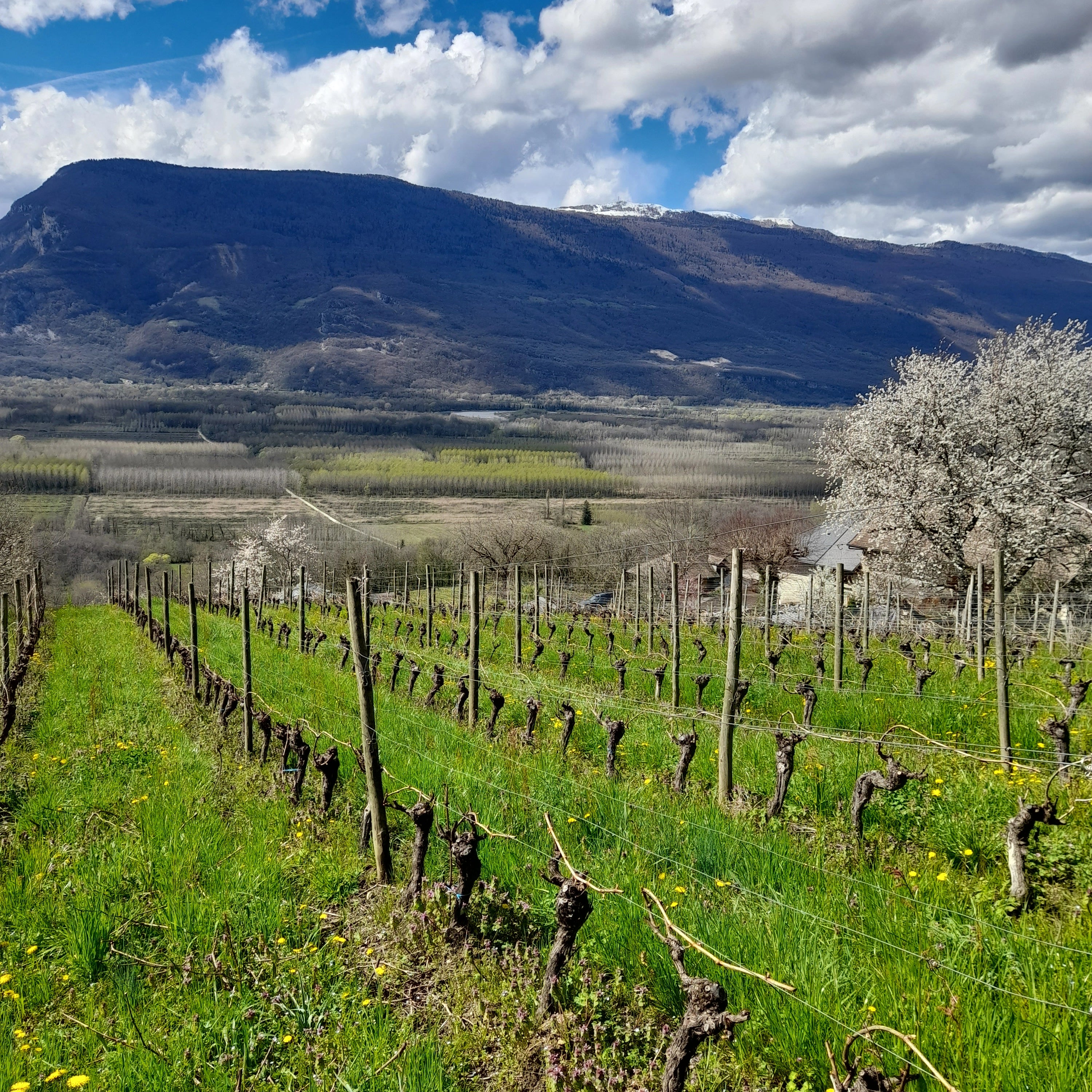 domaine arbessieux, jour fruit, savoie, 2026, chautagne, vin bio, bio, biodiversité, naturel, mouton, respect, environnement, vin, jacquère, mondeuse, veteliner rose, altesse, pinot noir, gamay, colombier, vignes bio, 