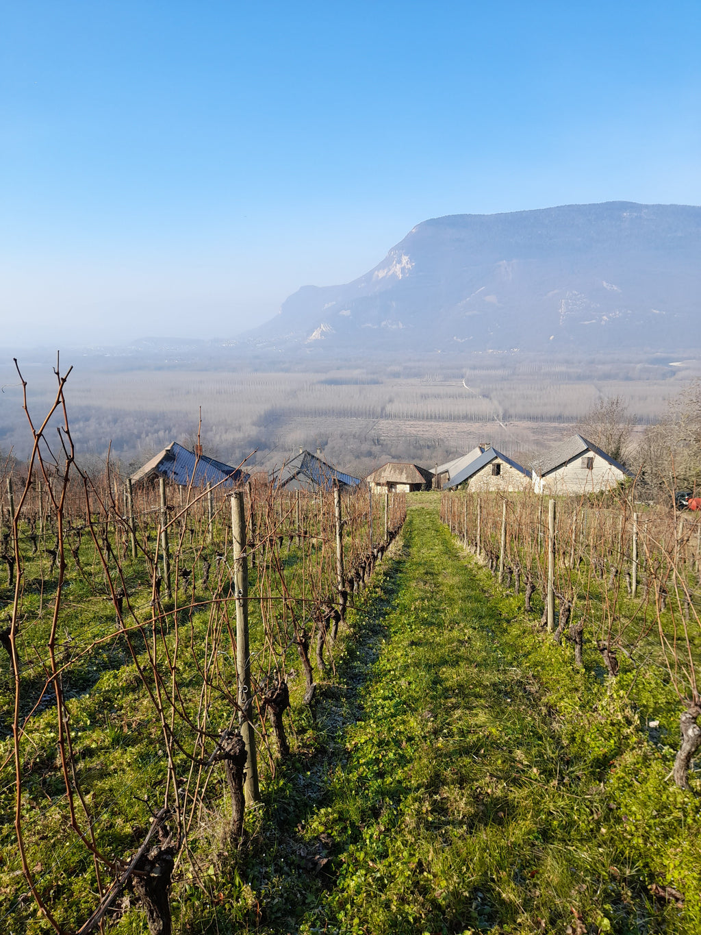 les vignerons, domaine arbessieux, jour fruit, savoie, 2026, chautagne, vin bio, bio, biodiversité, naturel, mouton, respect, environnement, vin, jacquère, mondeuse, veteliner rose, altesse, pinot noir, gamay, colombier, vignes bio, 