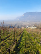 les vignerons, domaine arbessieux, jour fruit, savoie, 2026, chautagne, vin bio, bio, biodiversité, naturel, mouton, respect, environnement, vin, jacquère, mondeuse, veteliner rose, altesse, pinot noir, gamay, colombier, vignes bio, 