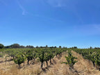 Les vignes, Ardèche, Côte-du-Rhône, Bio, vin méthode nature, naturel, Grenache, Bio, vins Bio, sans intrant, Badéa,