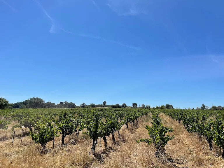 Les vignes, Ardèche, Côte-du-Rhône, Bio, vin méthode nature, naturel, Grenache, Bio, vins Bio, sans intrant, Badéa,