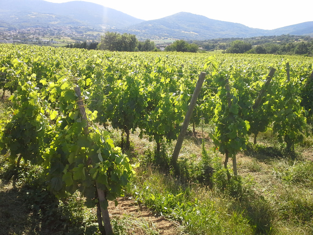 domaine des amphores, vignes, cave, bio, nature, vins bio, syrah, 