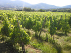 domaine des amphores, vignes, cave, bio, nature, vins bio, syrah, 