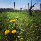 Élisa 2023 -  Domaine Pabiot