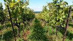 Chardonnay Charmille 2023 - Domaine Guillaume Overnoy