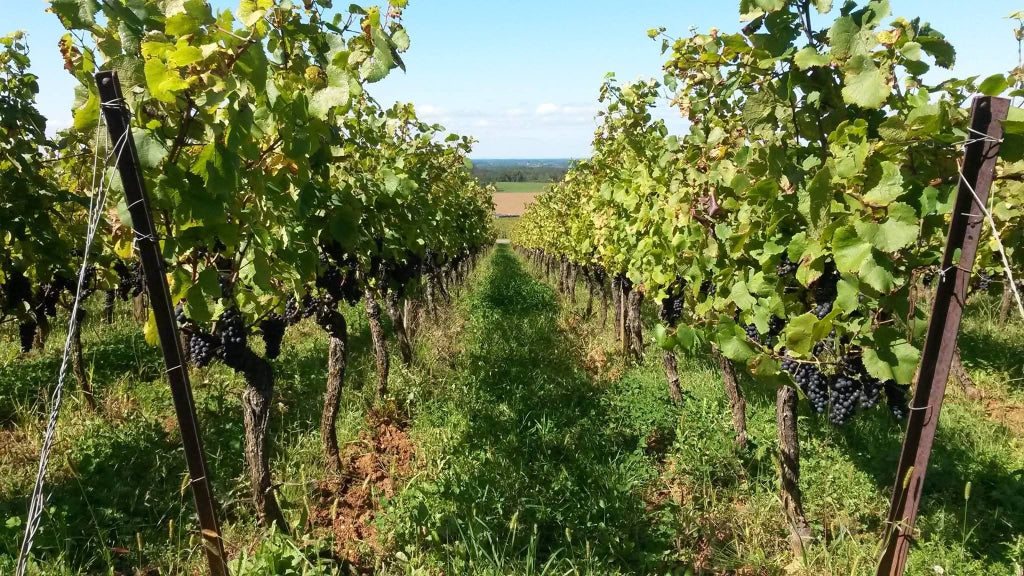 Chardonnay Charmille 2023 - Domaine Guillaume Overnoy