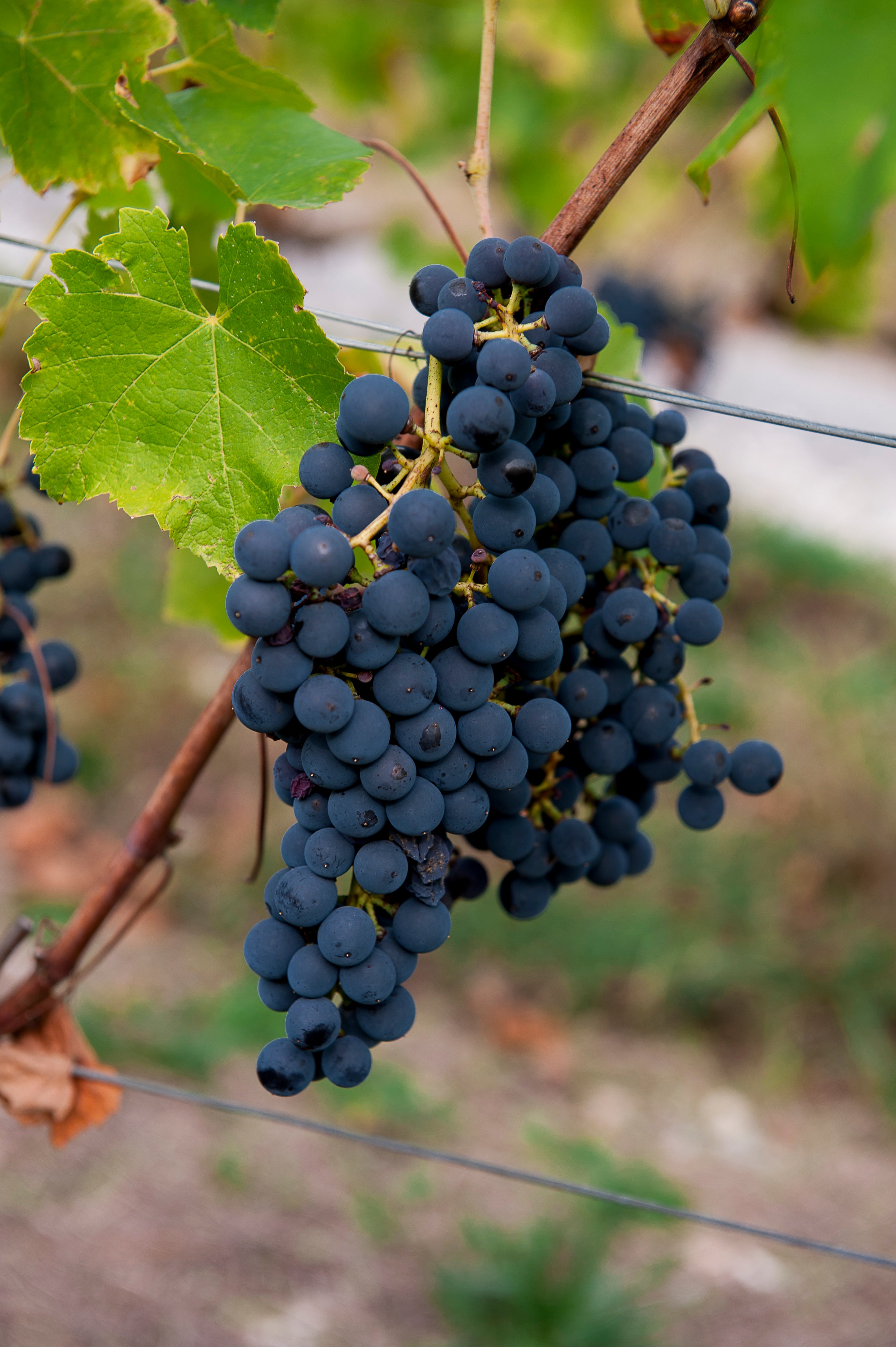 raisins bio, Apremont, Savoie, domaine Giachino, vins bio, bio, Biodynamie, vins biodynamiques, Giachino, abymes, Etraire, persan, douce noire, Granier, mont blanc, concert , Demeter, Jacquère, cépages anciens, star, naturel, nature, Mondeuse, O'Giac'Sons, 