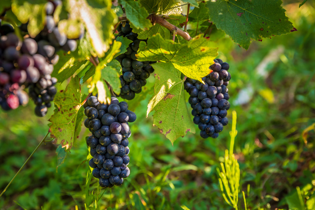 Coteaux, vignobles, Domaine Renardat Fâche, Cerdon, Gamay, Poulsard, pétillant méthode ancestrale, vin Bio, nature, bulles, vivant, faunes, biodynamie