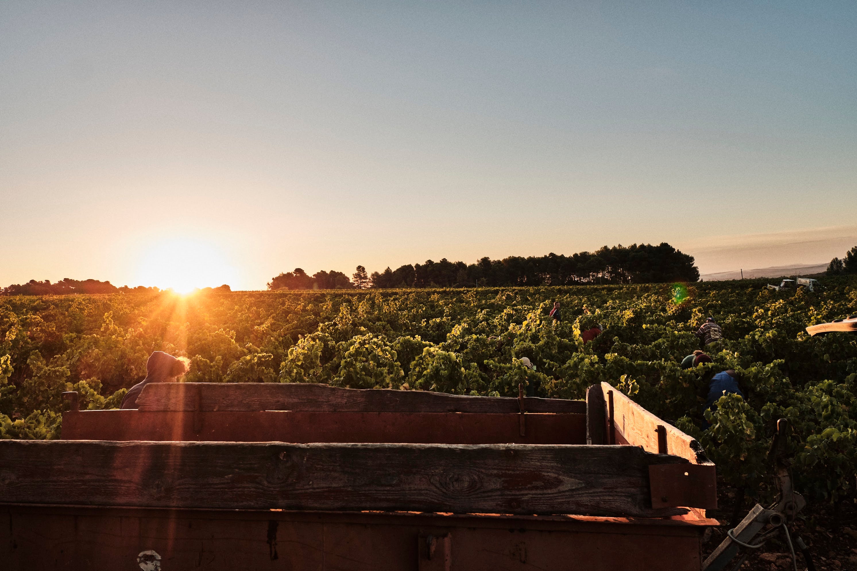 Arbalète et Coquelicot 2023 - Domaine Sénat