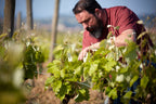 Le vigneron Jean-Baptiste Sénat dans ses vignes de Villeneuve, domaine Sénat, Minervois, vin Bio, naturel, Languedoc