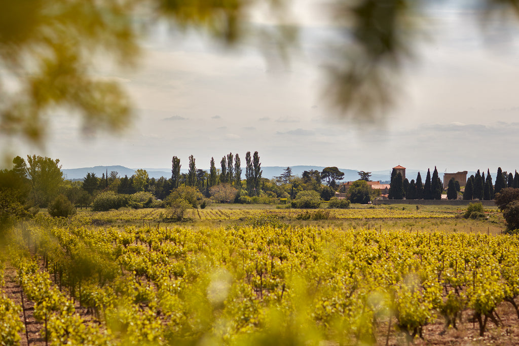 Vignes sur Trausse, domaine Sénat, Minervois, vin Bio, naturel, Languedoc