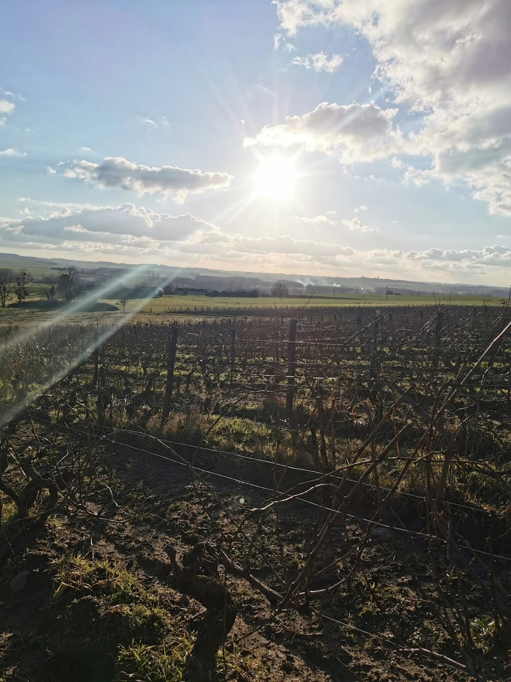 Gamay sans Tralala 2023 - Domaine de la Garrelière