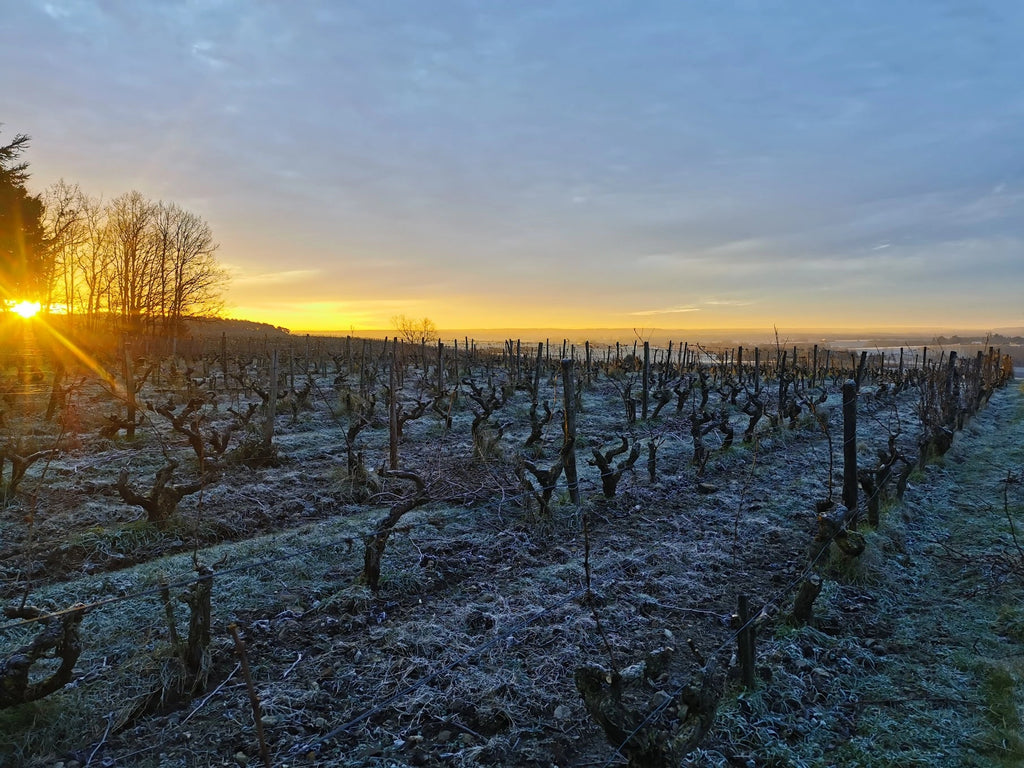 In pinot Véritas 2022 - Domaine de la Garrelière
