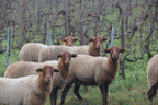 Le vigneron Piollot, Domaine Piollot, Champagne, Brut, Bio, Champagne Bio, Pinot Noir, Chardonnay, sain, vivant, nature, naturel, calcaire, Côte des Bars, vin Bio, bulles Bio,moutons, 