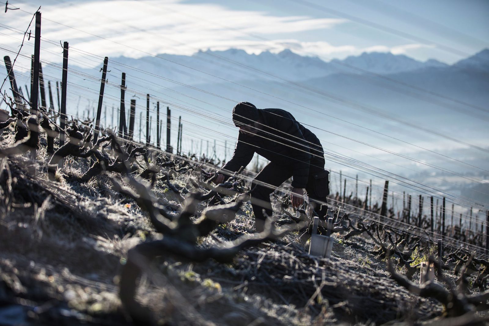 Chignin "1903" 2023- Domaine Annick et Pascal Quenard