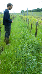 domaine beck-hartweg, alsace, vins bio, bio, naturel, nature, vivant, biodiversité, terroir, 