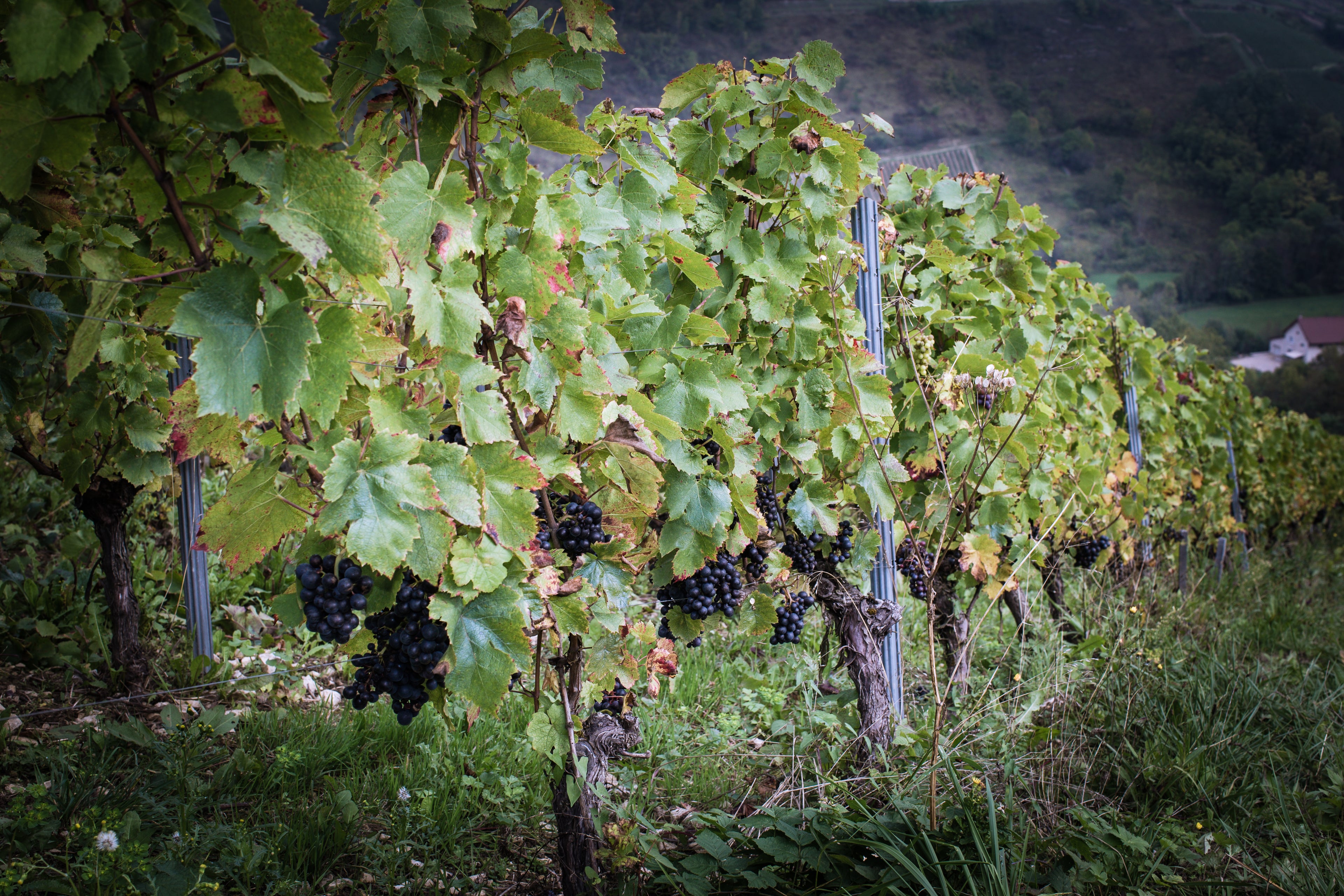 Coteaux, vignobles, Domaine Renardat Fâche, Cerdon, Gamay, Poulsard, pétillant méthode ancestrale, vin Bio, nature, bulles, Biodynamie