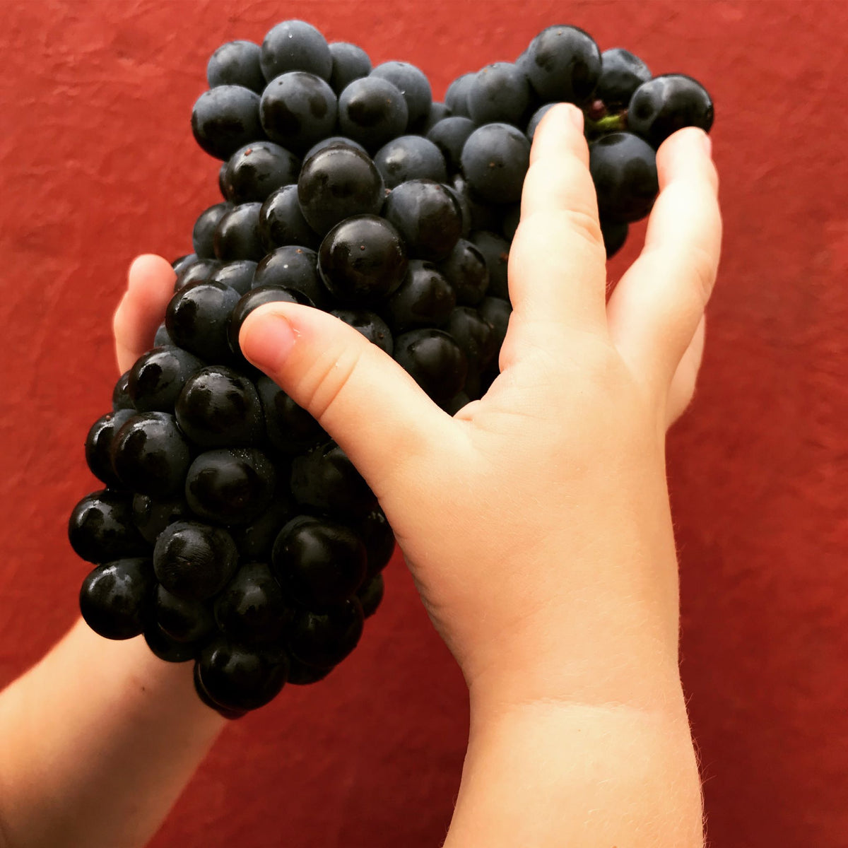 capmartin, bio, cosmique, pimpant, Maumusson-Laguian, sud-ouest, Viognier, Chardonnay, Sauvignon Gris, vins bio, biologique, naturel, sans soufres, nature, fûts, barriques, dégustations, vins rouges, raisins vivants,