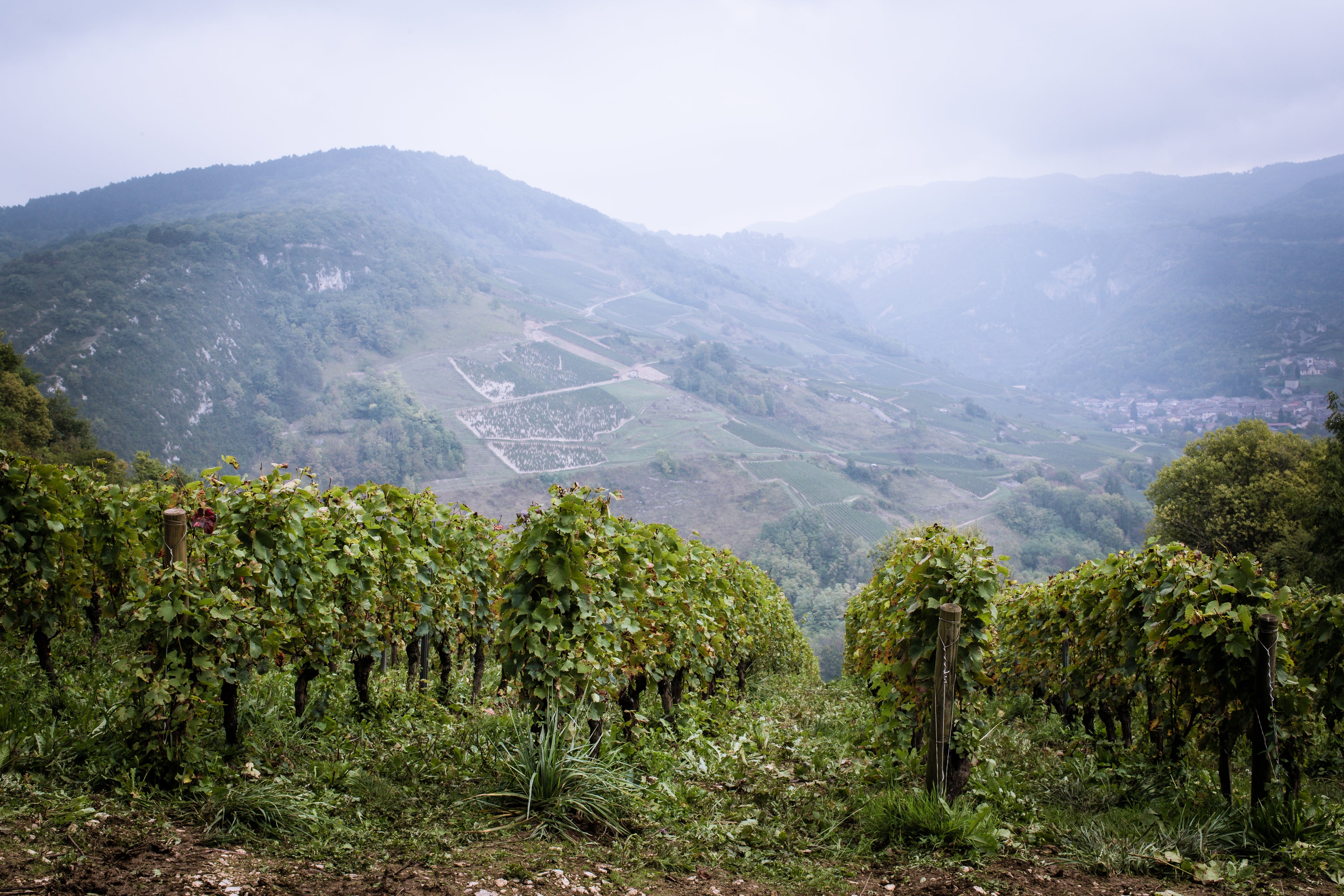 En Blanc aussi… 2023 - Domaine Renardat-Fâche