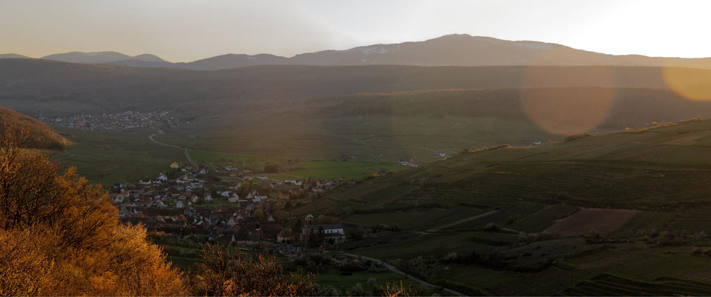 LES JARDINS DU ZIN' 2024 - Domaine Rominger
