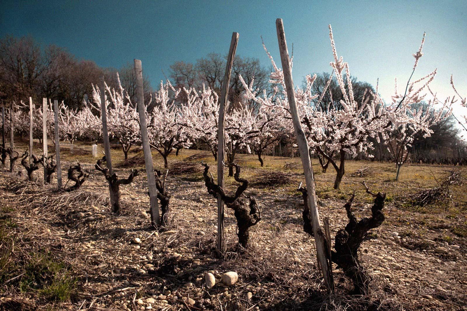 cuverie béton, Crozes-Hermitage, Domaine Les Bruyères, reynaud, vins bio, bio, vins biodynamiques, naturel, syrah, rhône, côtes du rhône, beaumont-monteux, hermitage, 