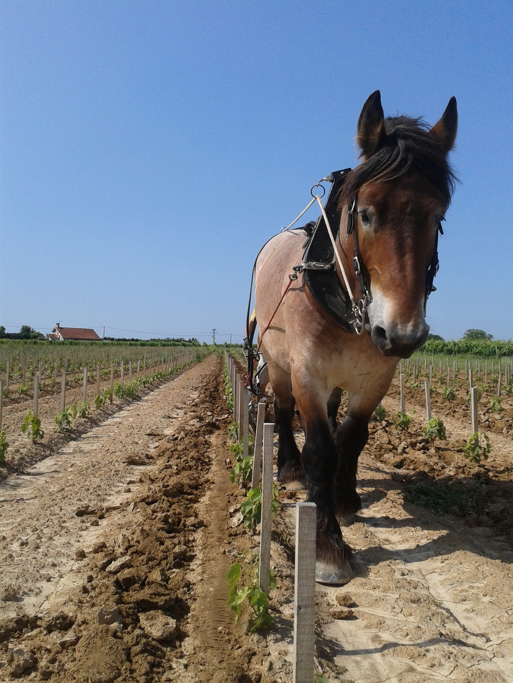 château le puy, bordeaux, légende, merlot, vin bio, Biodynamie, vins biodynamiques, franc, côte de franc, amoreau, nature, naturel, merveille, saint-émilion, demeter, vignes bio, respect du sol, vivant, cheval, énergie,