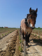 château le puy, bordeaux, légende, merlot, vin bio, Biodynamie, vins biodynamiques, franc, côte de franc, amoreau, nature, naturel, merveille, saint-émilion, demeter, vignes bio, respect du sol, vivant, cheval, énergie,