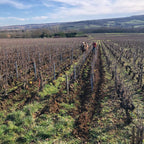 Domaine Chevrot et Fils, bourgogne, santenay, bio, vin bio, cheval, pinot noir, maranges, biodiversité, engrais verts, travail du sol,