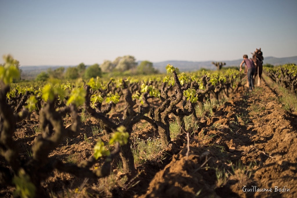 ardeche, vignes, libian, bio, vin bio, biodynamie, galets, bio, rhône, 