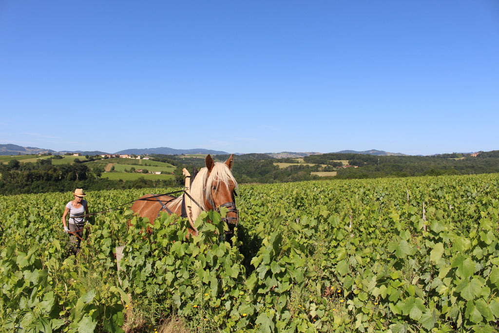 travail vignes, cheval, nathalie banes, vigneronne, beaujolais, naturel, nature, bio, vins bio, labour, desherbage naturel, 