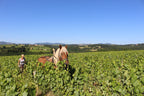 travail vignes, cheval, nathalie banes, vigneronne, beaujolais, naturel, nature, bio, vins bio, labour, desherbage naturel, 