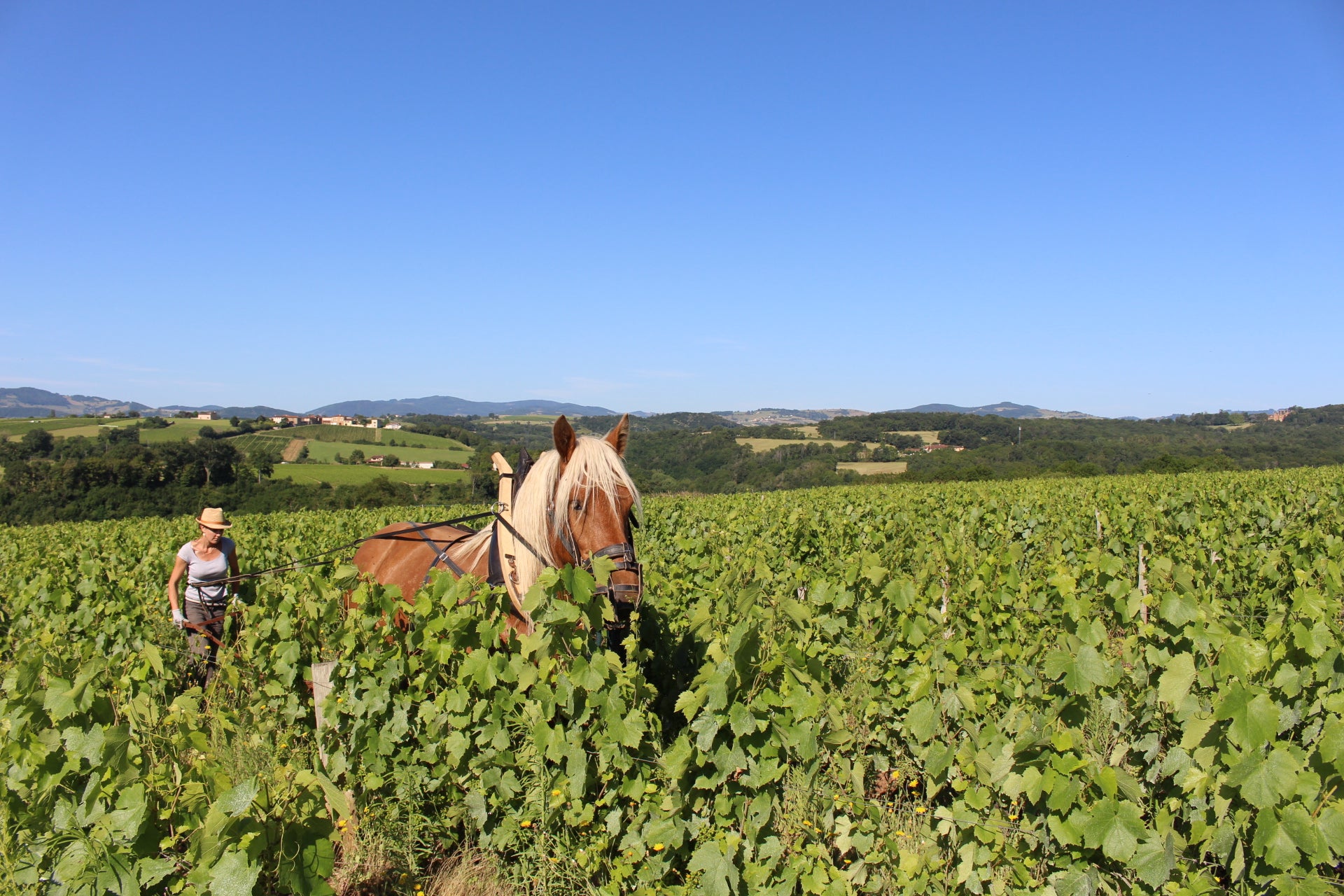 travail vignes, cheval, nathalie banes, vigneronne, beaujolais, naturel, nature, bio, vins bio, labour, desherbage naturel, 